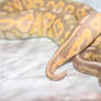 Latest Addition-Banana Cinnamon Ball Python - 5244