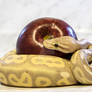 Temptation - Banana Cinnamon Ball Python - 9575