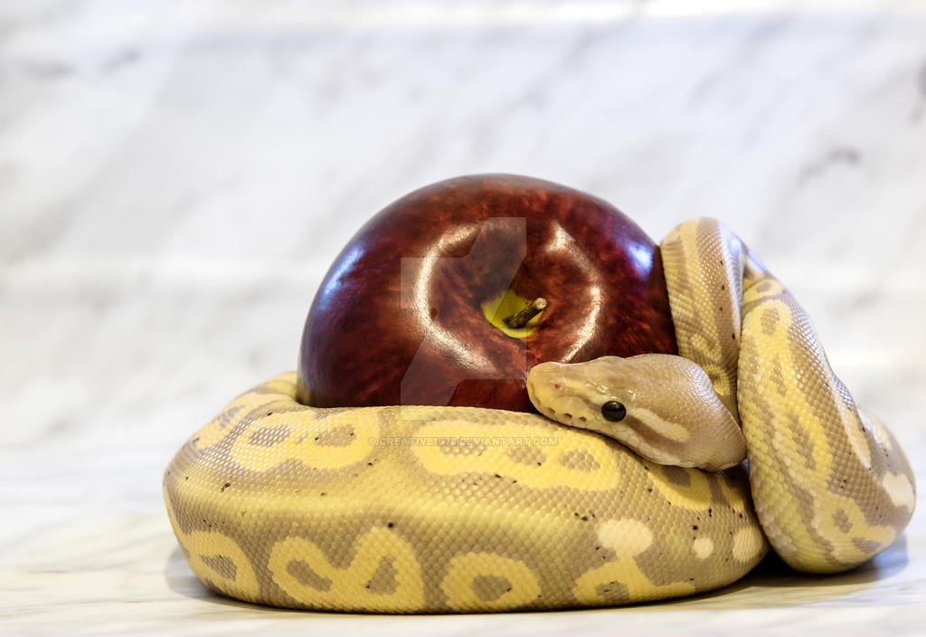 Normal Ball Python Vs Cinnamon Ball Python Banana Cinnamon Ball Python Meet Stan! He's A Banana Cinnamon Ball