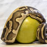 Temptation -Leopard Mojave - 9606