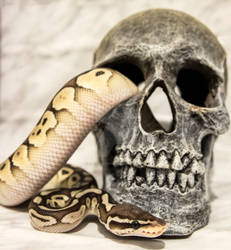 Butter Pastel Ball Python - Snake On Skull - 1621 by creative1978