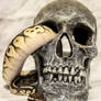 Butter Pastle Ball Python - Snake On Skull - 1606