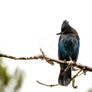 Stellers Jay - 5113