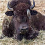 Campbell River Bison - 7674