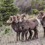 Jasper - Bighorn Sheep - 4951
