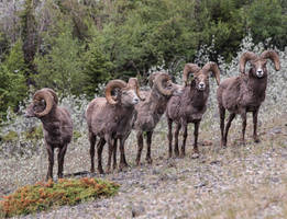 Jasper - Bighorn Sheep - 4889