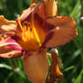 Orange-ish flower