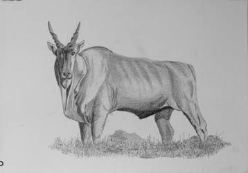 Graphite A3 Eland