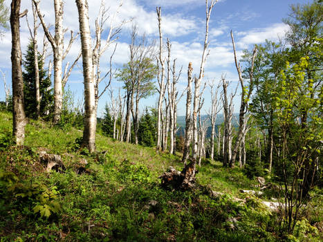 Mont Tremblant - Half way up