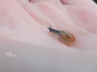 Little snail on my hand