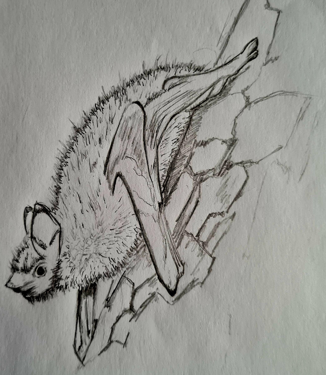 Bat Riding Deviantart Bat by KesiReiss on DeviantArt