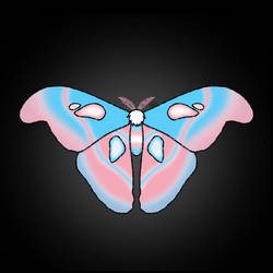 Transgender pride moth