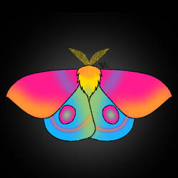 Pansexual pride moth