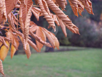 Dying Leaves