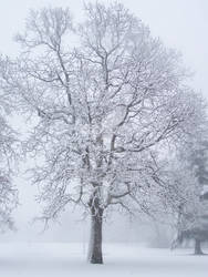 Snow covered tree