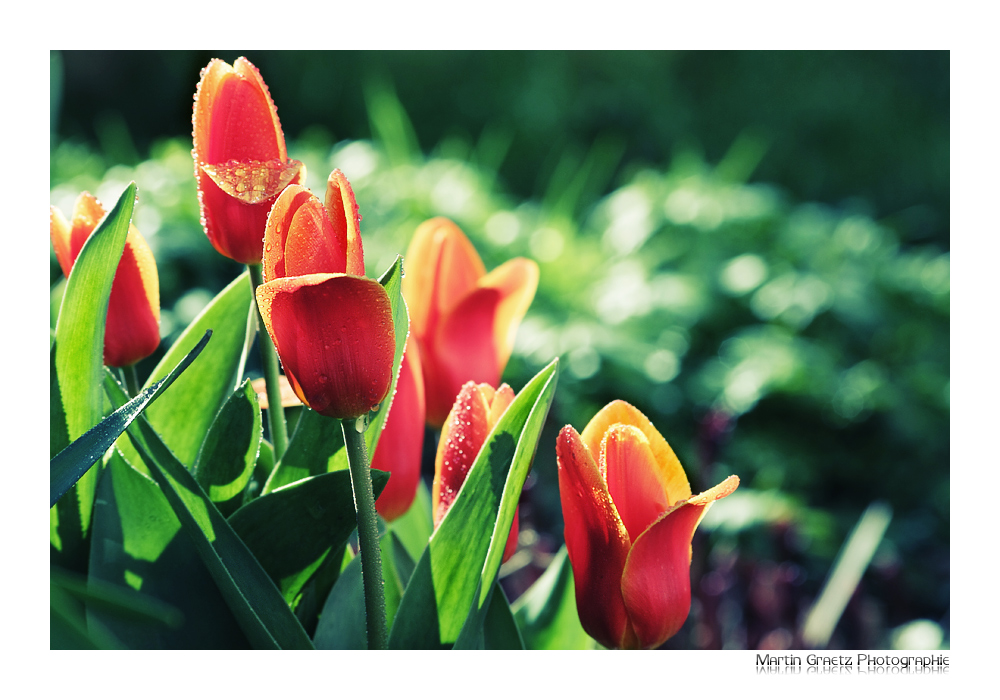 April Tulip II