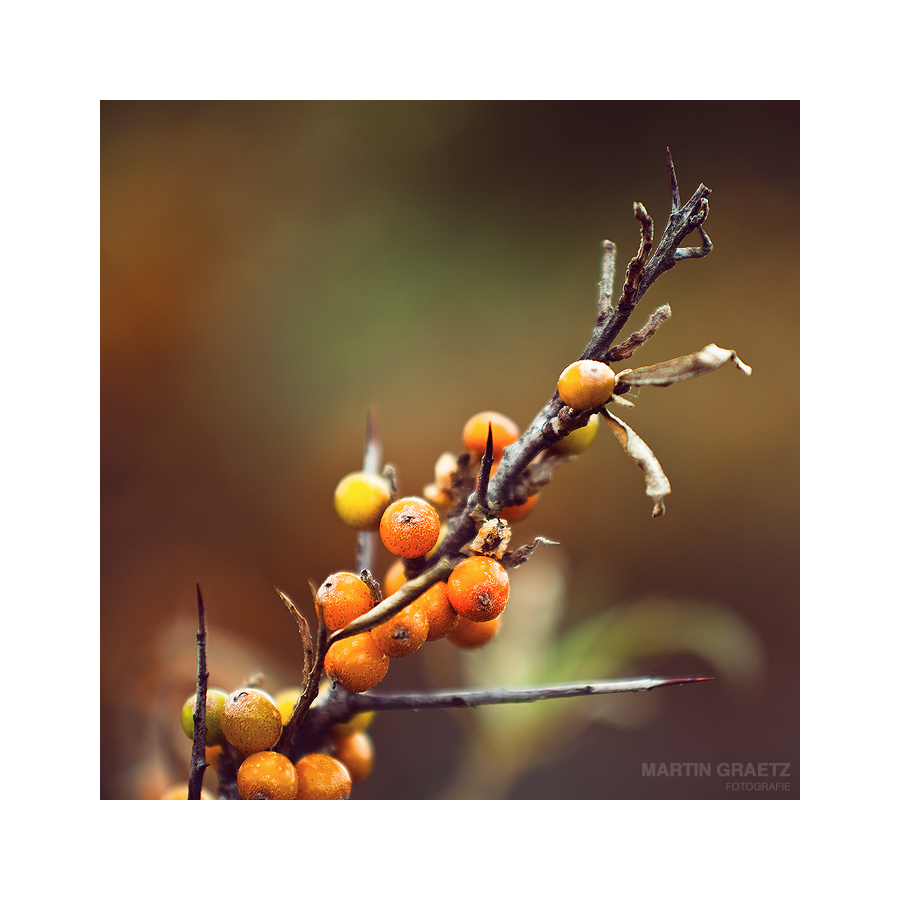 Sea Buckthorn