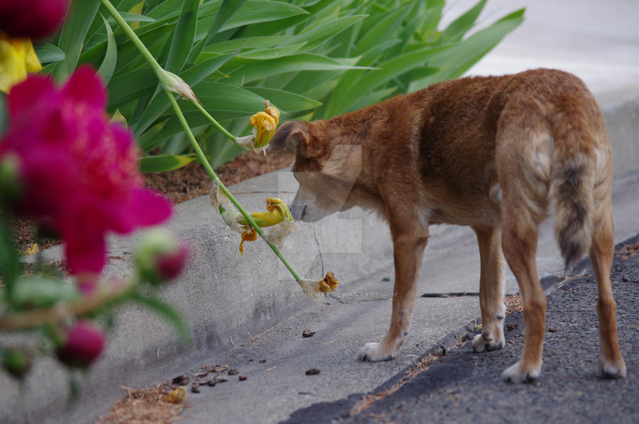 mmm flower