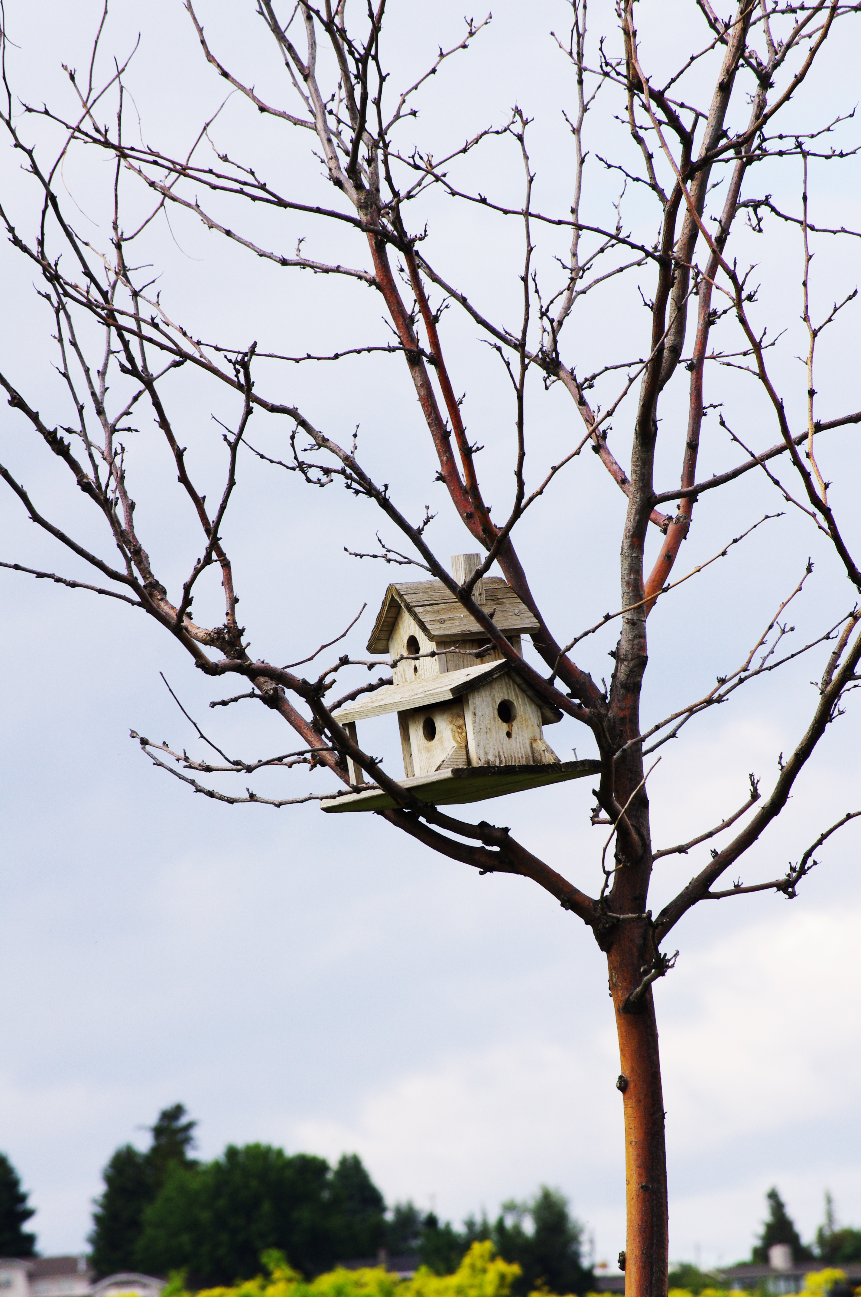 Bird House in the Sky