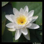water lily