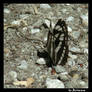 black butterfly