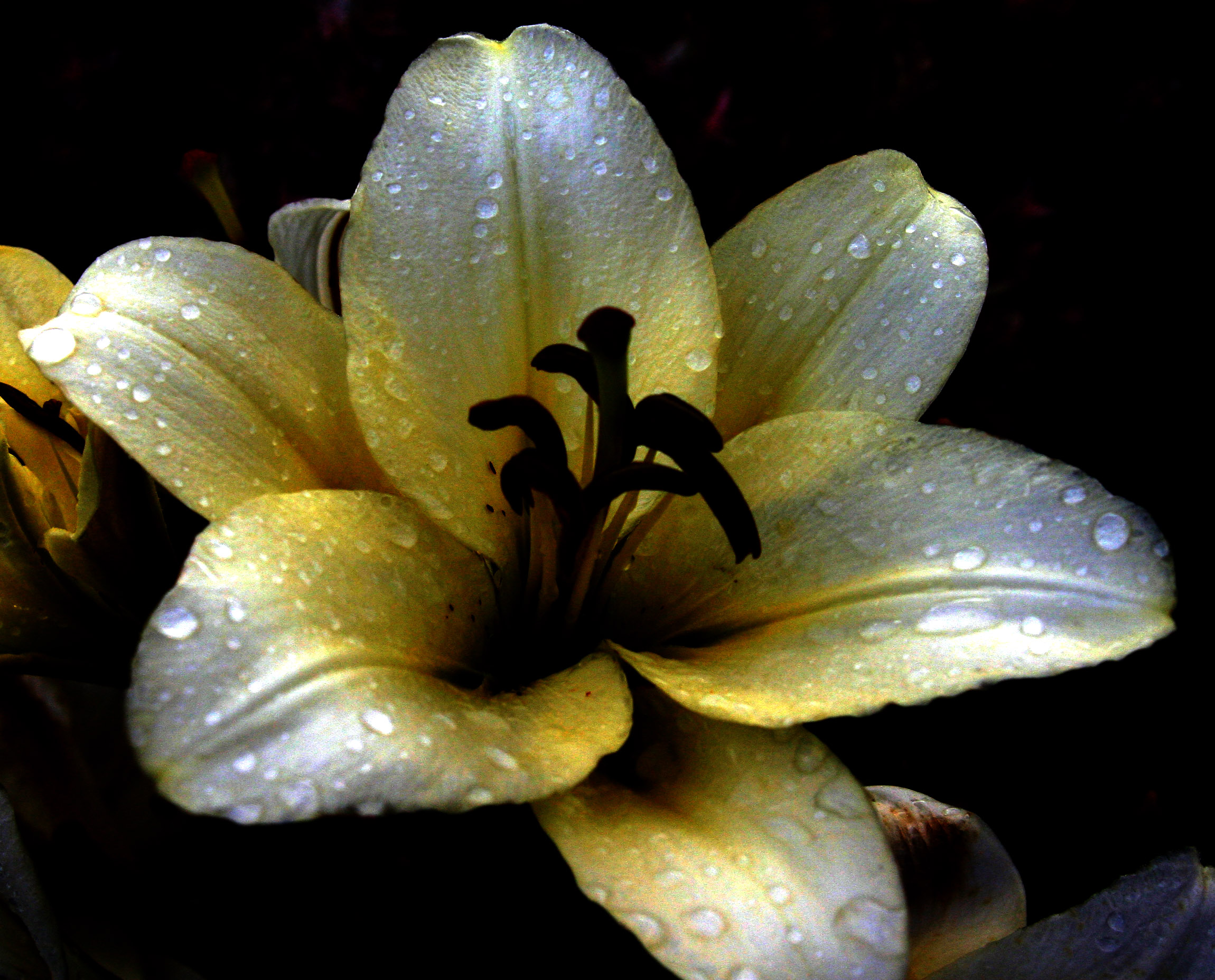 Moonlight Flower 2 By Ffyon On Deviantart Moonlight Flower 2 By Ffyon