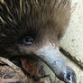 Echidna facial portrait