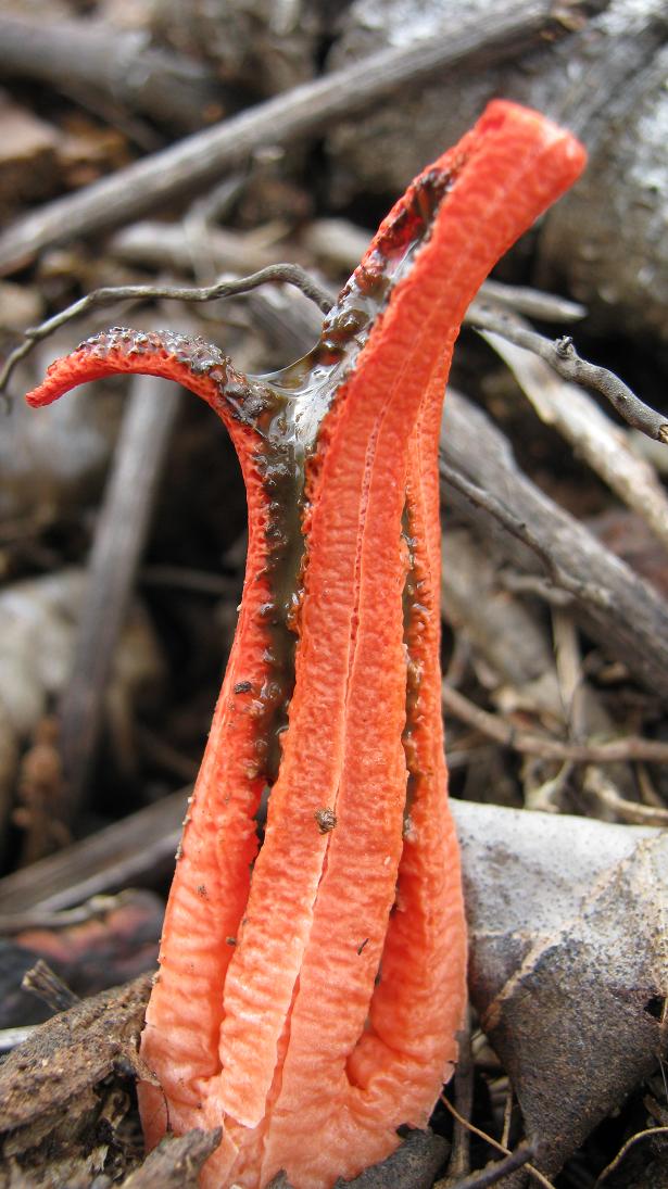 Pseudocolus fusiformis