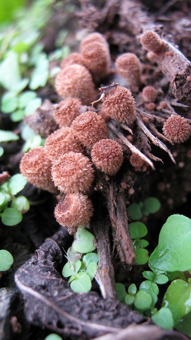 Baby cup fungi