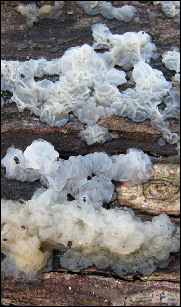 Jelly fungus on log