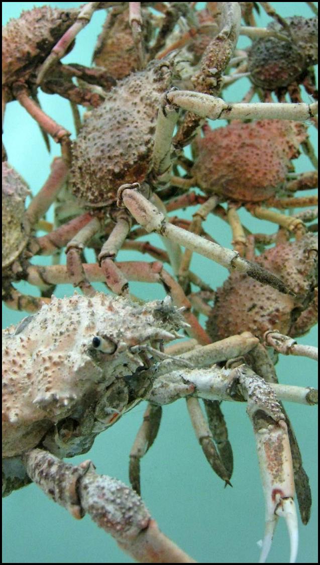 Spider Crabs