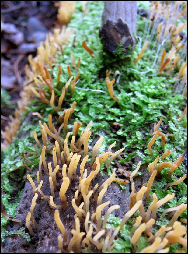 Yellow stems