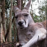 Serious Kangaroo Is Serious