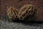 Morels in ??pavement?? by greenzaku