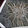 Fossil sea urchin