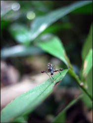 Stalk-eyed fly