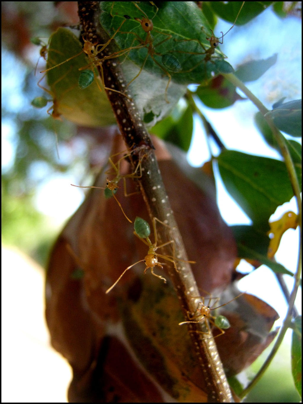 Weaver ants