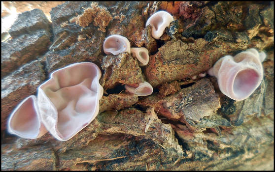 Auricularia auricula-judae