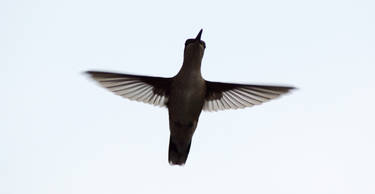 Hummingbird 2