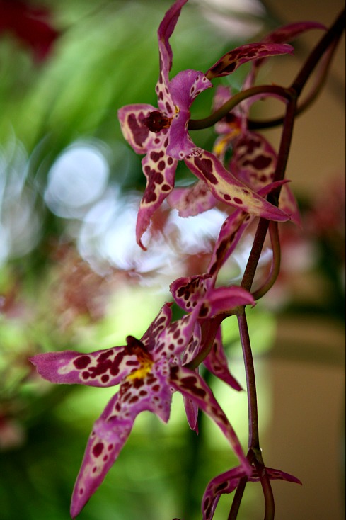 Orchid