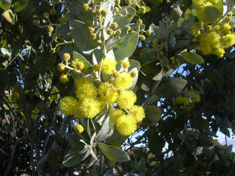 Yellow Wattle