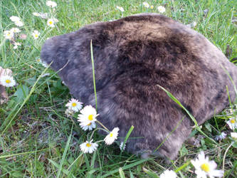 Bunny Fur Pillow