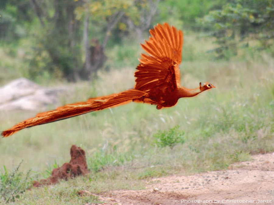 Real-Life Phoenix by Kynxo on DeviantArt