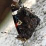 Batterfly : Red Admiral