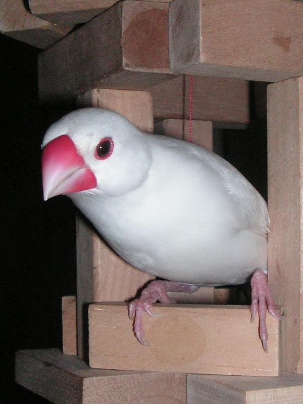 Java sparrow Niau-er