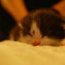 One Week Old Kitten