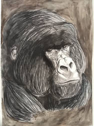 Gorilla