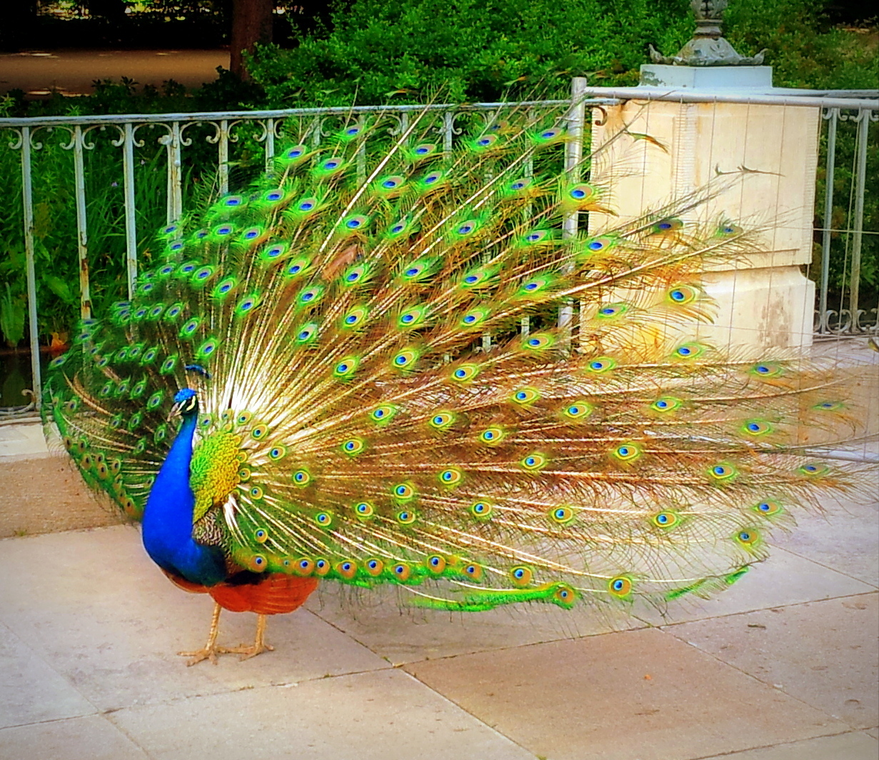 Peacock's display (LOMO version)