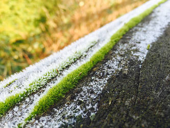 Frozen Moss 2