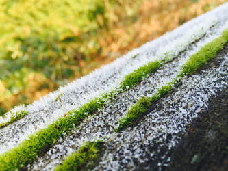 Frozen Moss 1